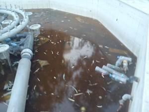 Σιντριβάνι